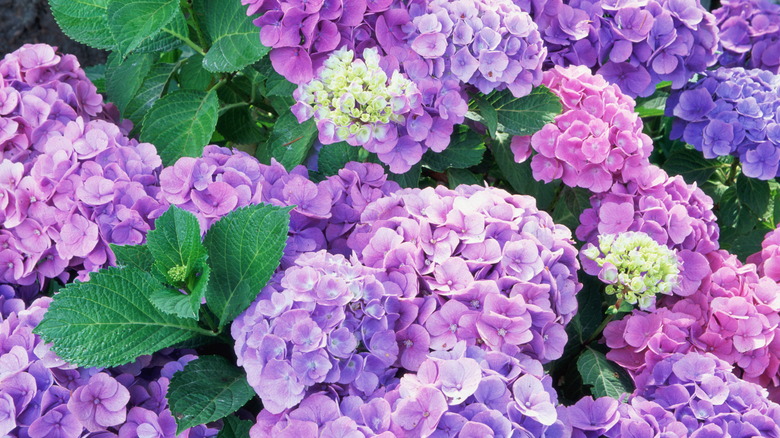 Close-up of purple hydrangea blooms