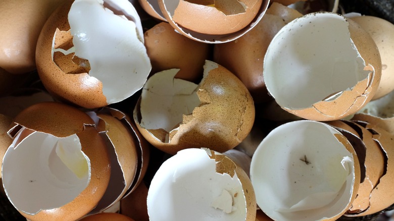 Pile of egg shells