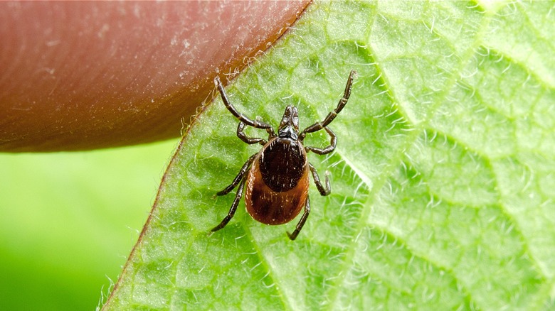 Tick crawling on leaf