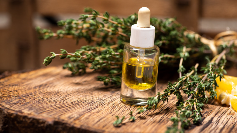 thyme plant and oil