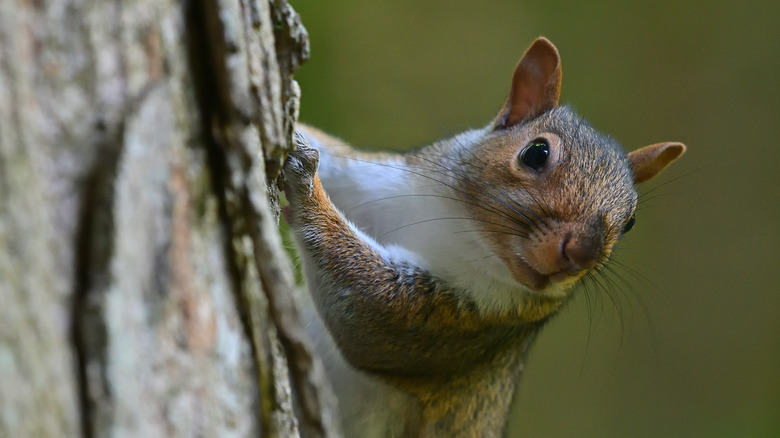 squirrel peeking from tree 