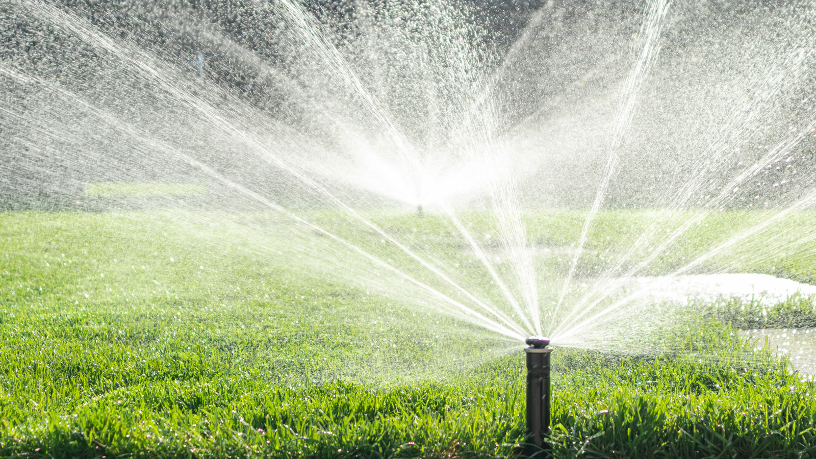 Sprinkler Vs. Hose: Which Is More Cost Effective For Your Lawn?