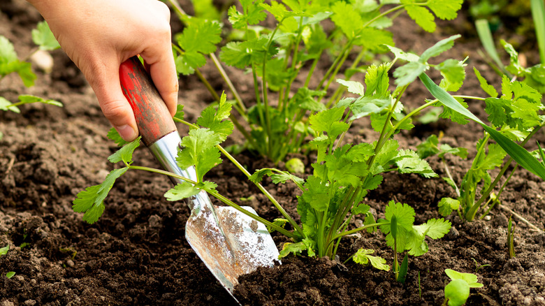 digging up a cilantro plant