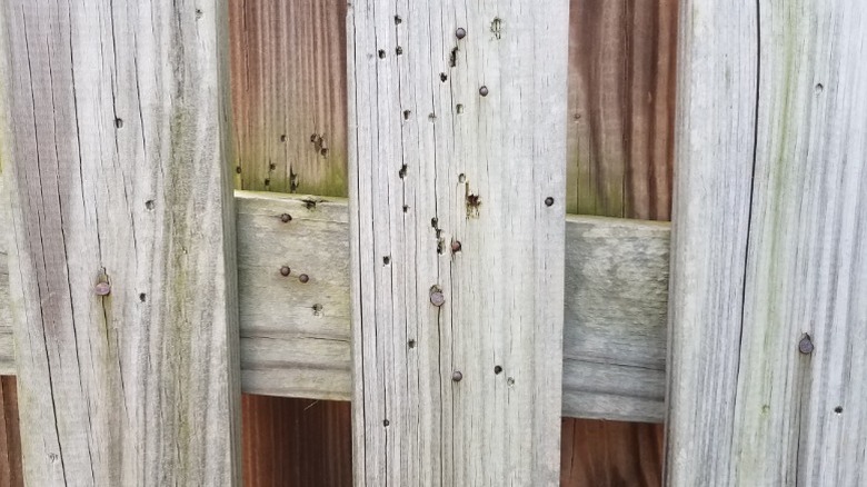 Holes and other marks from insect infestation and damage to a wood fence