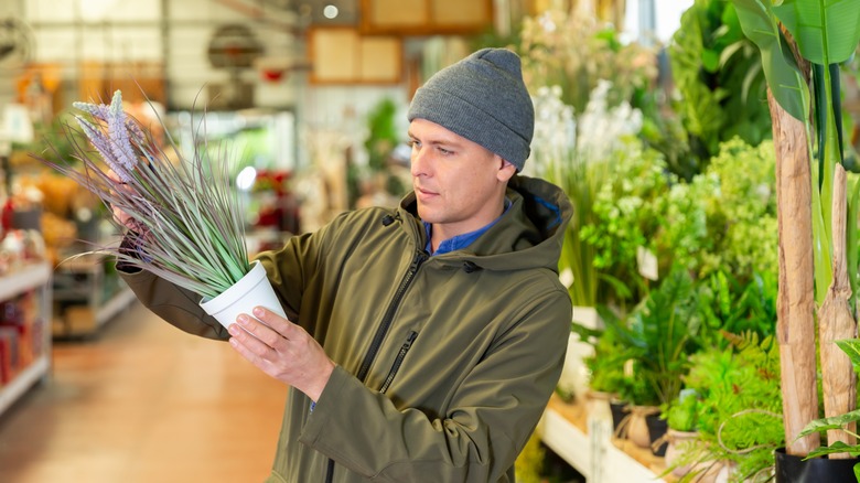 Buying a fake pot plant