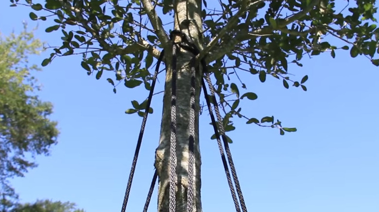 guying attachments above branch layer