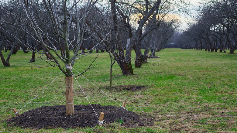 tree with four guying cords