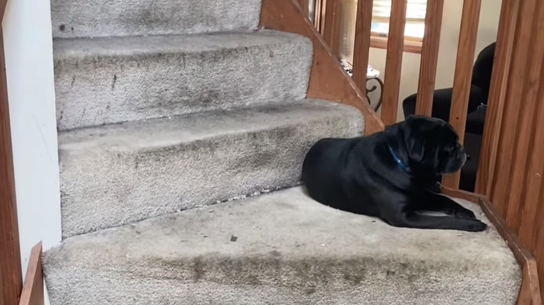 dirty carpet on staircase