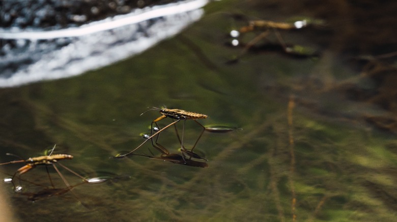 mosquitoes on water surface