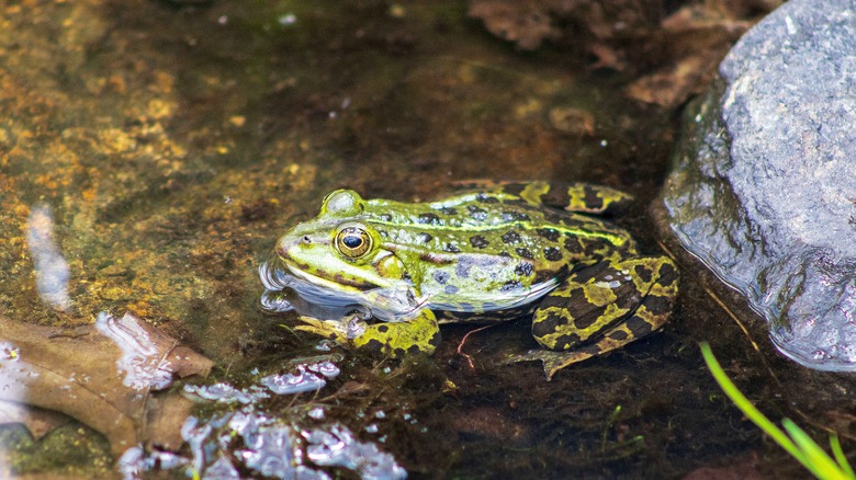 frog in shallow stagnant water