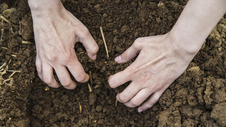 Hands digging in soil