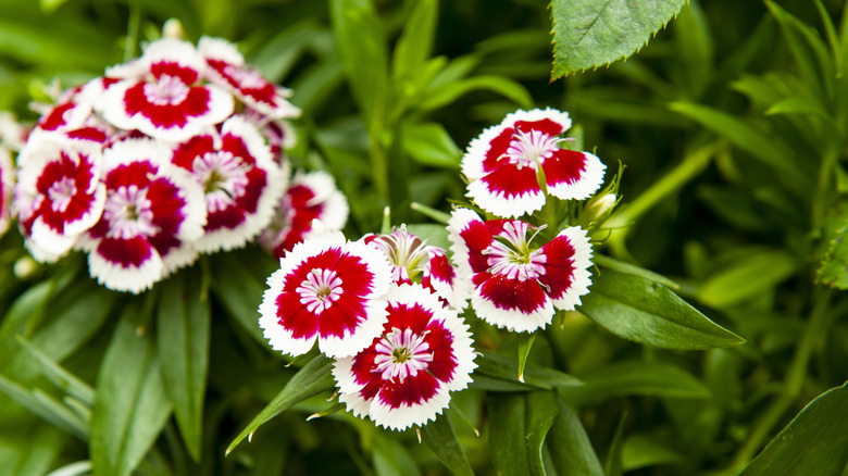 White and red Dianthus flowers