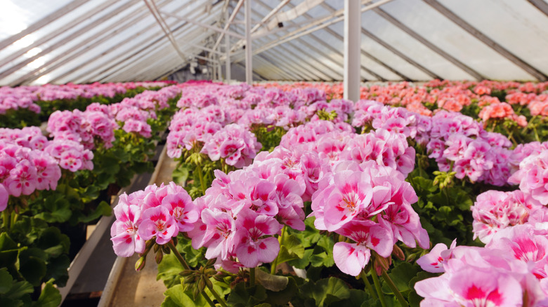 Rows of bright pink geraniums indoors