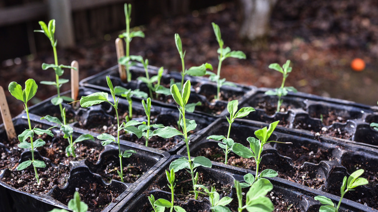 Sweet pea seedlings in a sunny greenhouse