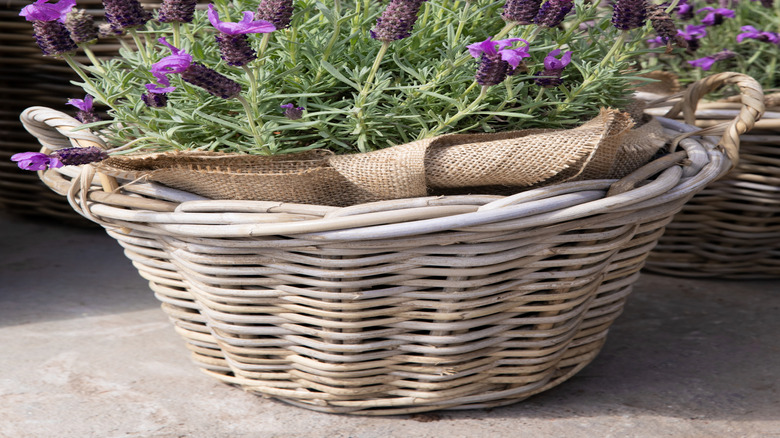 Potted Spanish lavender with flowers