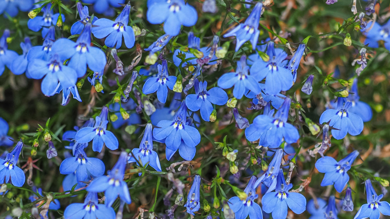 Dark blue Lobelia erinus flowers