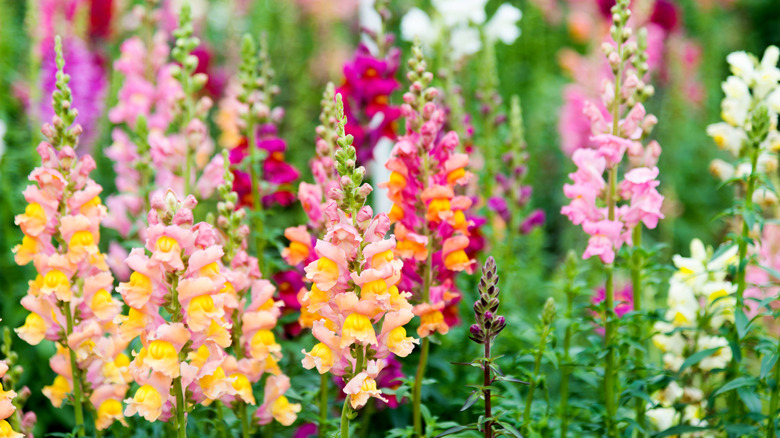 Various colors of snapdragons in a garden