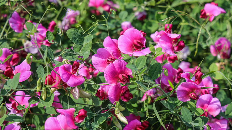 Bright pink sweet pea flowers