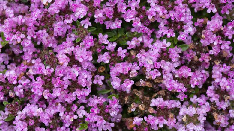 Pink flowers of creeping thyme