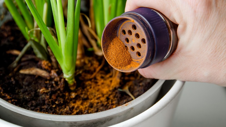 Sprinkling cinnamon on houseplants