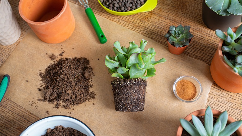 Seedlings with cinnamon