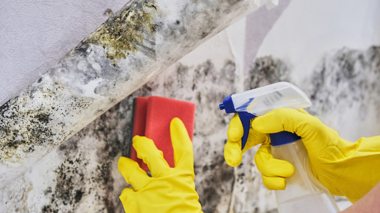 Spraying a moldy wall