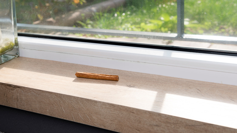 Cinnamon stick on window sill