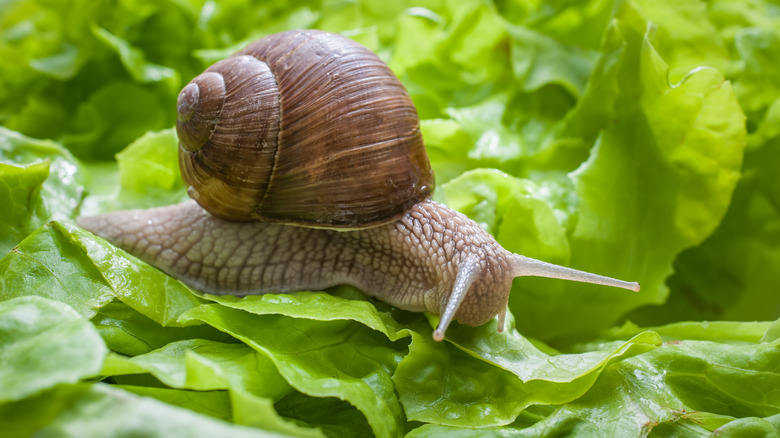 Snail eating lettuce