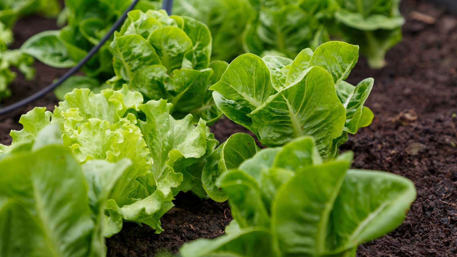 Start Using Epsom Salt In Your Lettuce Garden And Thank Us Later