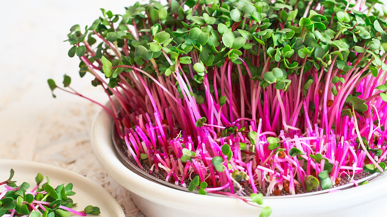 radish microgreen sprouts harvested