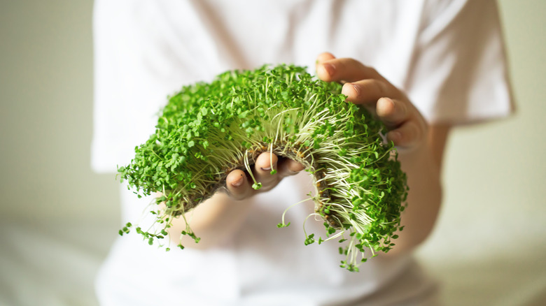 person holding handful microgreens