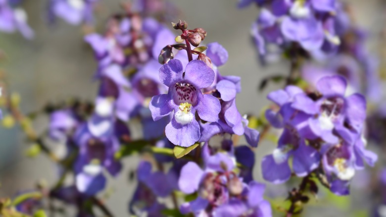 purple angelonia flower 