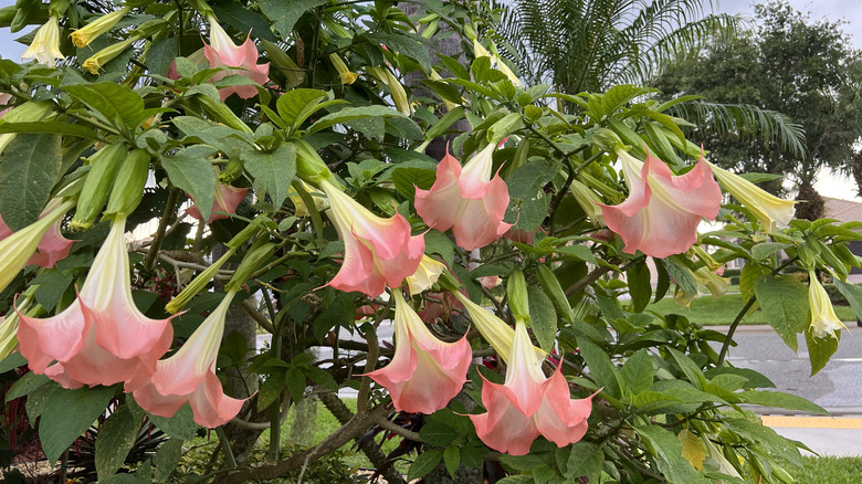 pink angel trumpets on bush