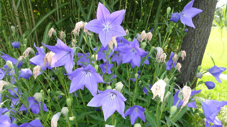 purple balloon flower plant