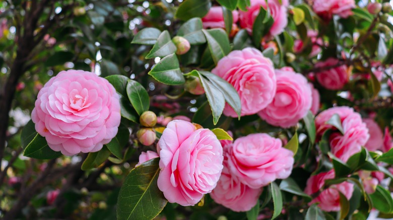 pink blooms with many petals