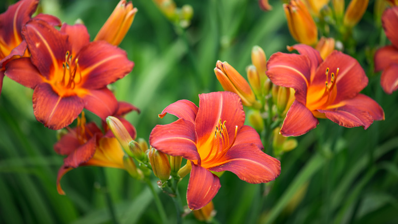 pink and orange daylilies 