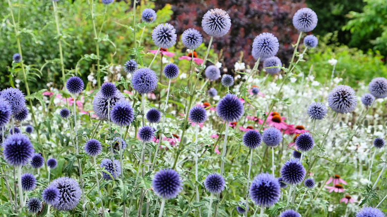 blue globe thistle blooms