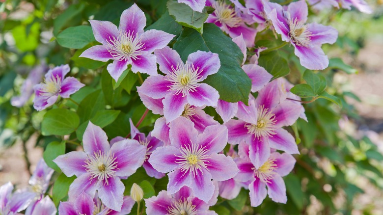 white and pink leather flowers