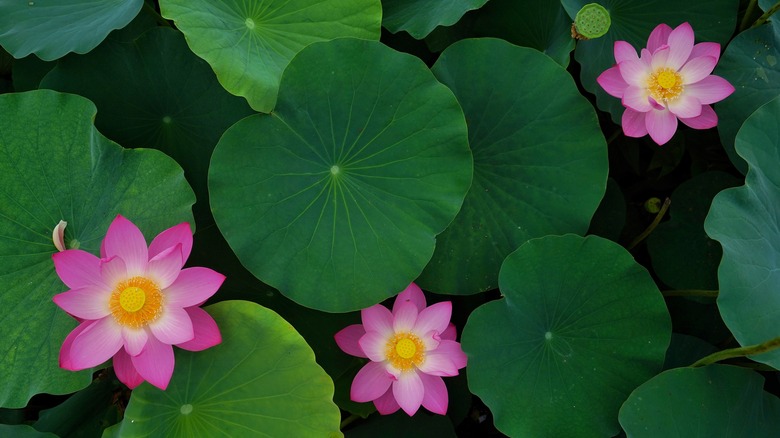 pink lotus flowers in water