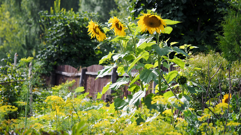 three mammoth sunflowers in yard