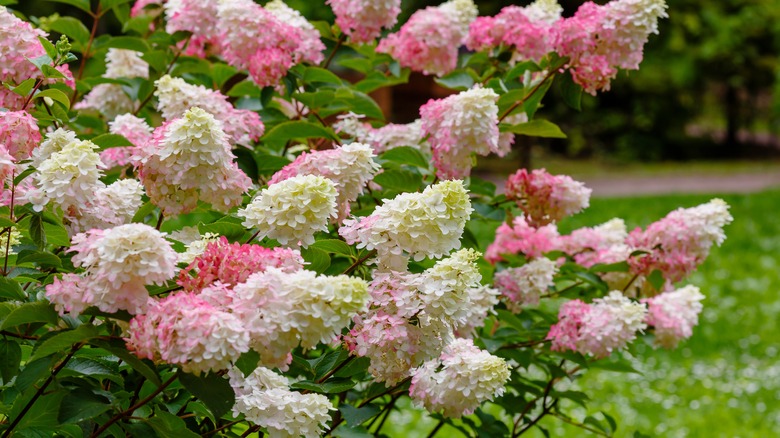 white and pink hydrangeas 