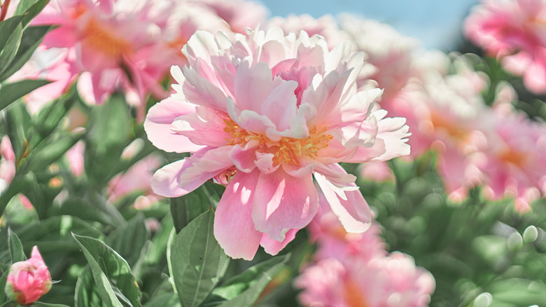 light pink peonies