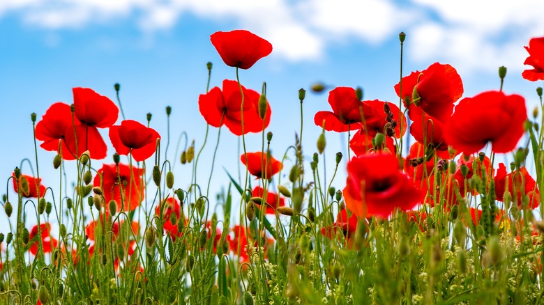 red poppies in field