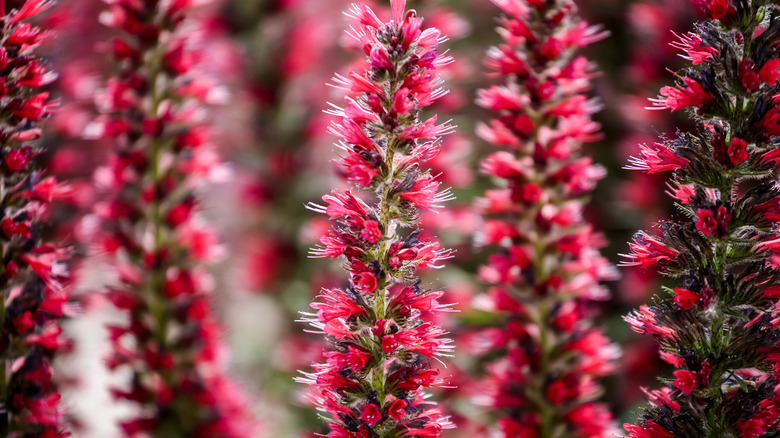 red blooms on stall stalks 