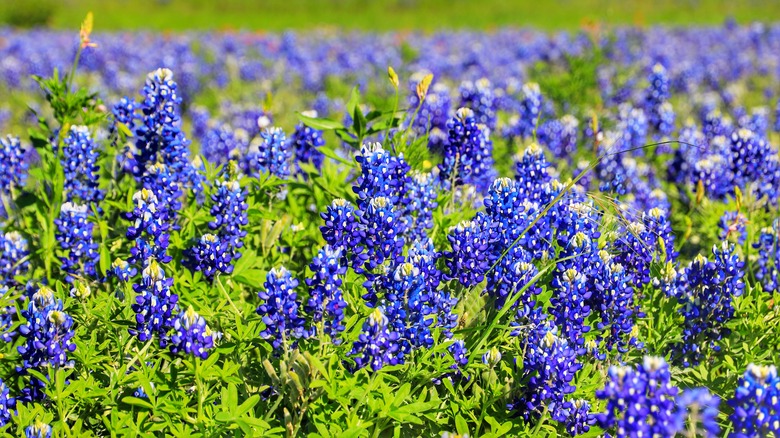 blue texas bluebonnet blooms