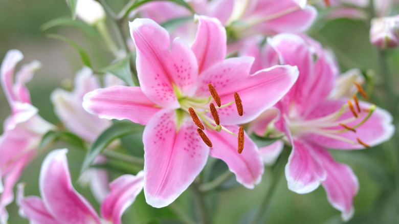 pink and white true lilies