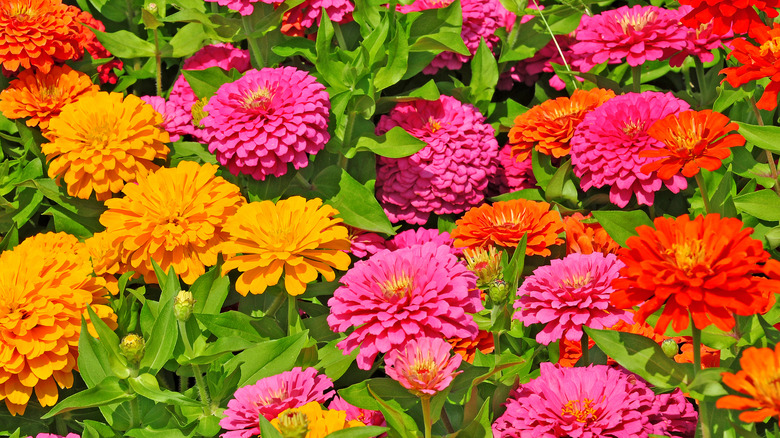 pink and yellow zinnia flowers