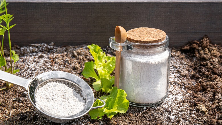 Diatomaceous earth in a jar