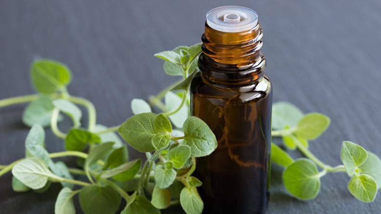 A bottle of oregano essential oil