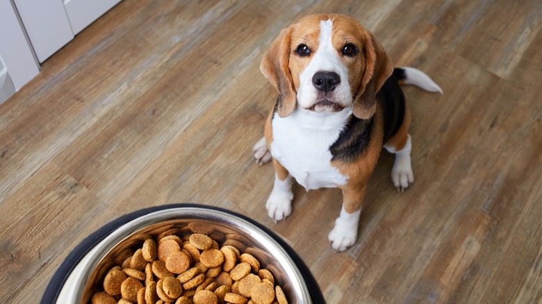 beagle waiting for kibble